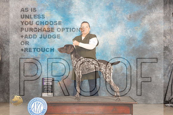 German Shorthaired Pointer #9 Sat RWD Judge Marilyn Pipes_JP_1182_MIDLAND2024_HR3