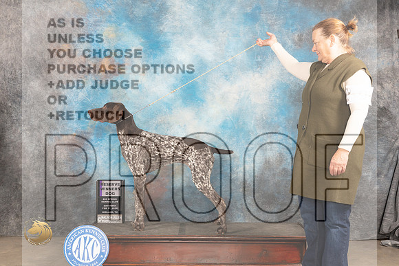 German Shorthaired Pointer #9 Sat RWD Judge Marilyn Pipes_JP_1188_MIDLAND2024_HR3