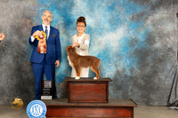 Miniature American Shepherd #15 Sat 4to6G2 Judge Dale Martensen