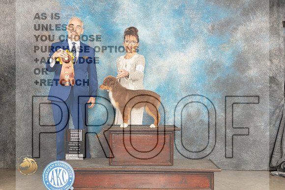 Miniature American Shepherd #15 Sat 4to6G2 Judge Dale Martensen_JP_1124_MIDLAND2024_HR3