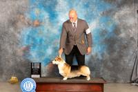 Pembroke Welsh Corgi #25 Thur SDM Judge Del Richards
