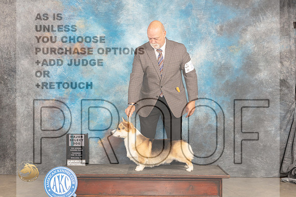 Pembroke Welsh Corgi #25 Thur SDM Judge Del Richards_JP_1126_MIDLAND2024_HR3