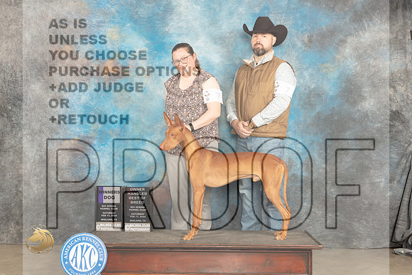 Phaorah Hound #7 Sat WDOHBOB Judge Del Richards_JP_1176_MIDLAND2024_HR3