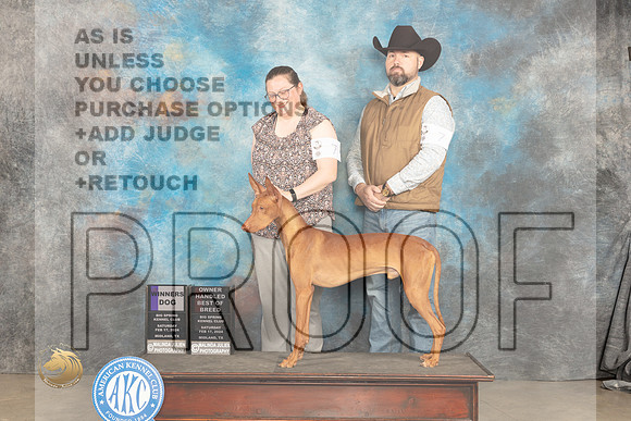 Phaorah Hound #7 Sat WDOHBOB Judge Del Richards_JP_1177_MIDLAND2024_HR3