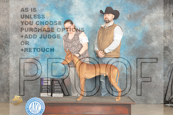 Phaorah Hound #7 Sat WDOHBOB Judge Del Richards_JP_1179_MIDLAND2024_HR3