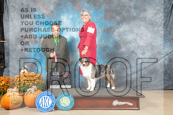 Miniature American Shepherd #5 Sat BOBOHBOB Judge Del Richards_MJ_5714_Belton_2022_HR3