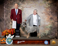 Australian Cattle Dog #5 Sat G4 Judge Sonny Ambrosio