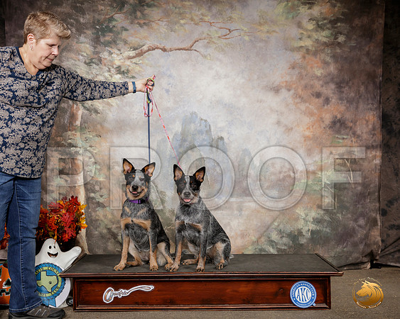 Australian Cattle Dog Sat Custom__SR_1479-Austin2019-HR3