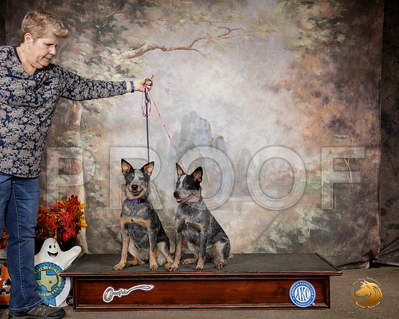 Australian Cattle Dog Sat Custom__SR_1480-Austin2019-HR3