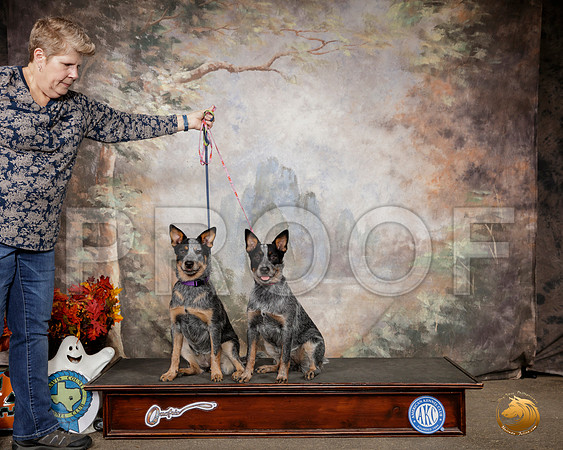 Australian Cattle Dog Sat Custom__SR_1481-Austin2019-HR3