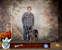 Australian Cattle Dogs Custom 2