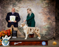 Australian Shepherd #8 Sat PBIS Judge Hal Biermann