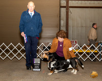 Basset Hound #7 Sat RWD Judge Hal Biermann