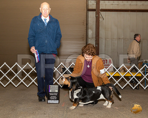 Basset Hound #7 Sat RWD Judge Hal Biermann__JJ_7629-Austin2019-HR3