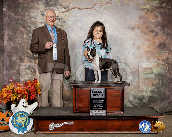 Boston Terrier #14 Sat SB Judge Robert Shreve__SR_1598-Austin2019-HR3