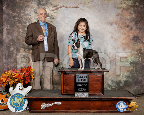 Boston Terrier #14 Sat SB Judge Robert Shreve__SR_1599-Austin2019-HR3