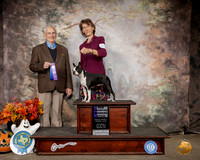 Boston Terrier #24 Sun WB NCh Judge Robert Shreve