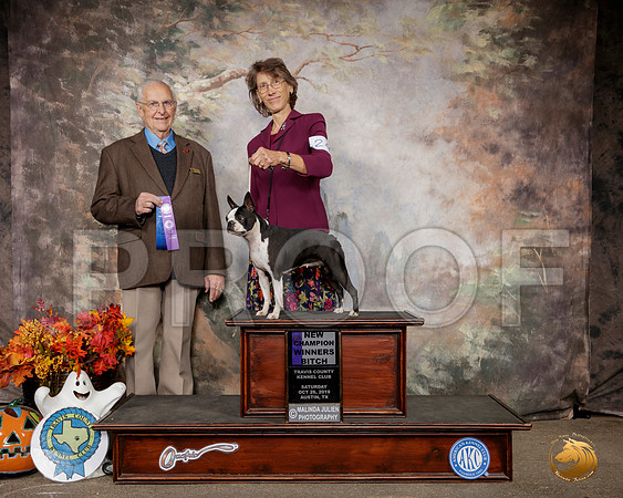 Boston Terrier #24 Sun WB NCh Judge Robert Shreve__SR_1425-Austin2019-HR3