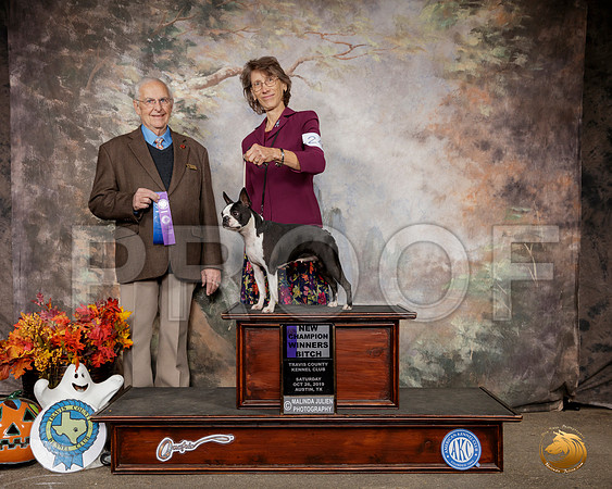 Boston Terrier #24 Sun WB NCh Judge Robert Shreve__SR_1426-Austin2019-HR3