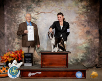 Boston Terrier #27 Sat G4 Judge Robert Shreve