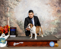 Bulldog #10 Sat BOW BOS