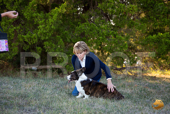 Cardigan Welsh Corgi Sat Sherri_JJL_3546-Austin2019-HR3