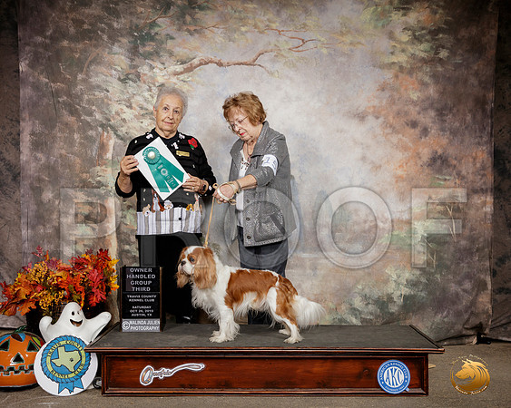 Cavalier King Charles Spaniel #15 Sat OHG3 Judge Erika Moreau__SR_1586-Austin2019-HR3