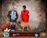 Chinese Shar Pei #5 Sat G1 Judge Robert Shreve