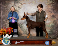 Doberman Pinscher #19 Sat WD Judge Alisa Brotherhood