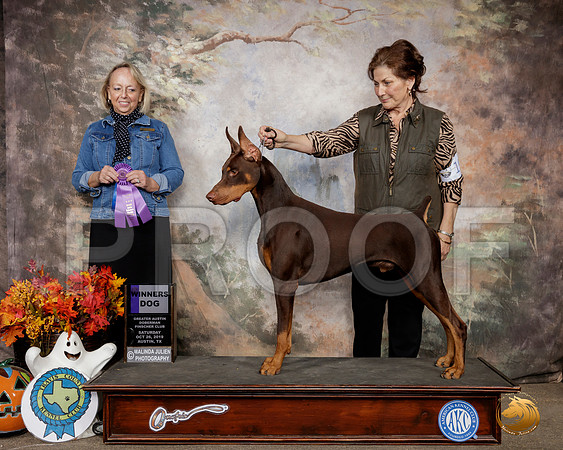 Doberman Pinscher #19 Sat WD Judge Alisa Brotherhood__SR_1461-Austin2019-HR3