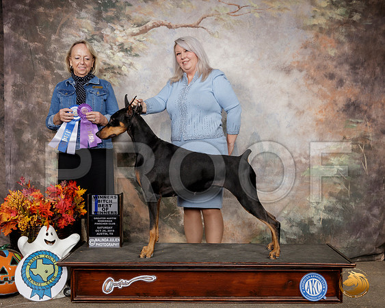 Doberman Pinscher #20 Sat WB BOW Judge Alisa Brotherhood__SR_1464-Austin2019-HR3