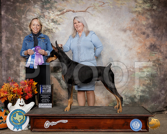 Doberman Pinscher #20 Sat WB BOW Judge Alisa Brotherhood__SR_1466-Austin2019-HR3