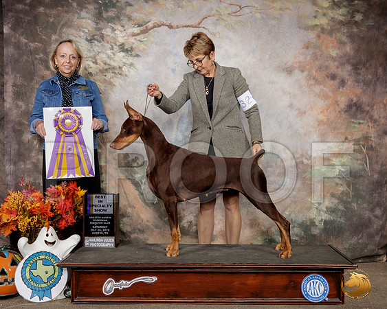 Doberman Pinscher #32 Sat BISS Judge Alissa Brotherhood__SR_1454-Austin2019-HR3