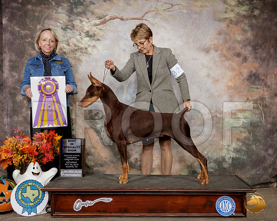 Doberman Pinscher #32 Sat BISS Judge Alissa Brotherhood__SR_1455-Austin2019-HR3