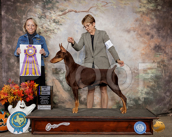 Doberman Pinscher #32 Sat BISS Judge Alissa Brotherhood__SR_1456-Austin2019-HR3