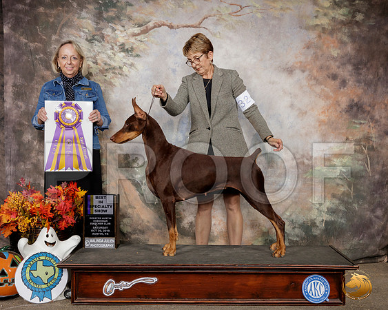 Doberman Pinscher #32 Sat BISS Judge Alissa Brotherhood__SR_1457-Austin2019-HR3