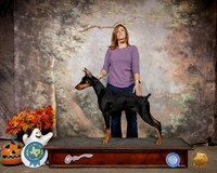 Doberman Pinscher Jackson