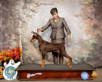 Doberman Pinscher Susan Ramos