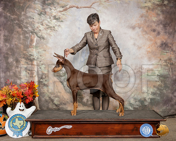 Doberman Pinscher Susan Ramos__SR_1472-Austin2019-HR3