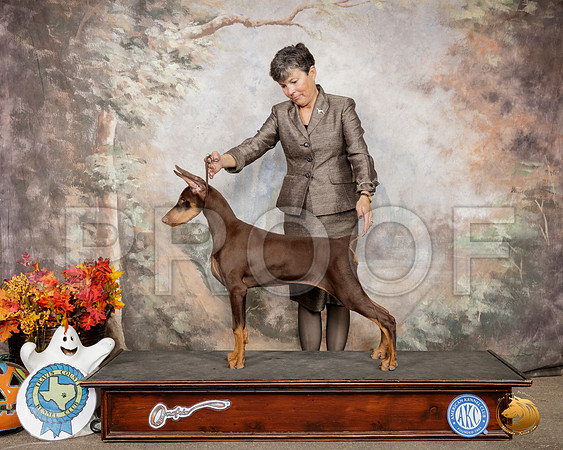 Doberman Pinscher Susan Ramos__SR_1474-Austin2019-HR3