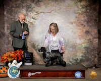 English Cocker Spaniel #18 Sat Ch BOW Judge Sam Houston McDonald