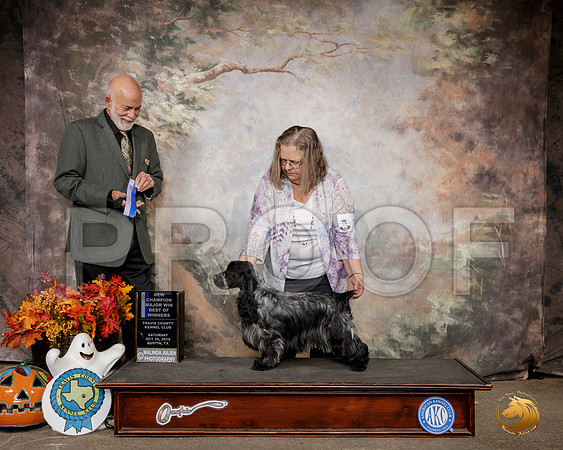 English Cocker Spaniel #18 Sat Ch BOW Judge Sam Houston McDonald__SR_1539-Austin2019-HR3
