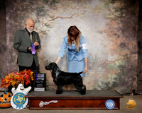 English Cocker Spaniel #5 Sat WD Judge Sam Houston McDonald