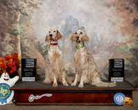 English Setters #R41 R52 NT REX