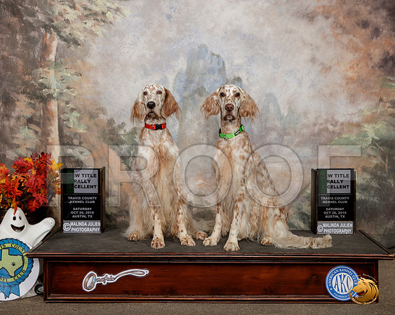 English Setters #R41 R52 NT REX__SR_1470-Austin2019-HR3