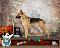 German Shepherd Dog #R80 Sat RNA