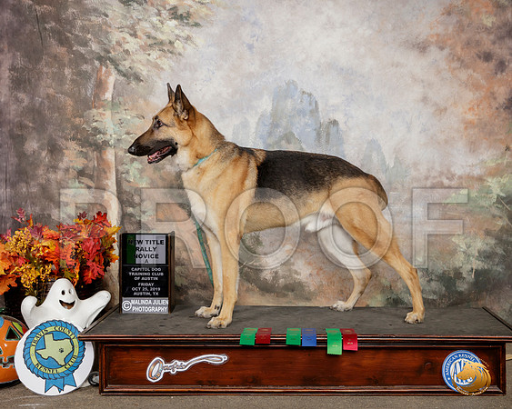 German Shepherd Dog #R80 Sat RNA__SR_1642-Austin2019-HR3