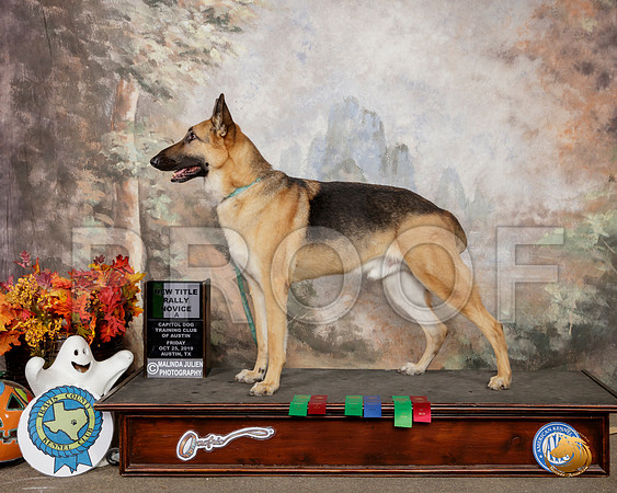 German Shepherd Dog #R80 Sat RNA__SR_1643-Austin2019-HR3