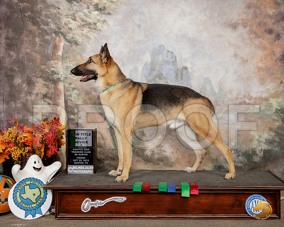 German Shepherd Dog #R80 Sat RNA__SR_1644-Austin2019-HR3