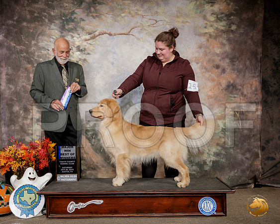 Golden Retriever #15 Sat WD BOW Judge Sam Houston McDonald__SR_1504-Austin2019-HR3